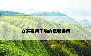 白茶萎凋干燥的视频讲解