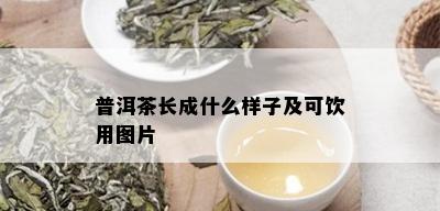 普洱茶长成什么样子及可饮用图片