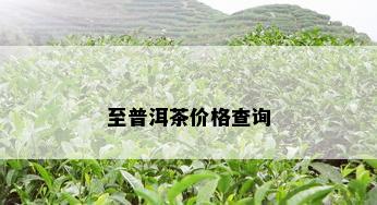 至普洱茶价格查询