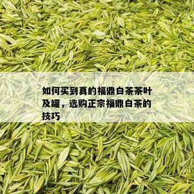 如何买到真的福鼎白茶茶叶及罐，选购正宗福鼎白茶的技巧