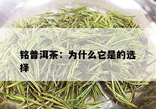 铭普洱茶：为什么它是的选择