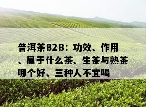 普洱茶B2B：功效、作用、属于什么茶、生茶与熟茶哪个好、三种人不宜喝