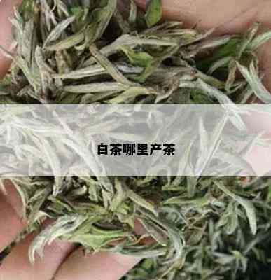 白茶哪里产茶