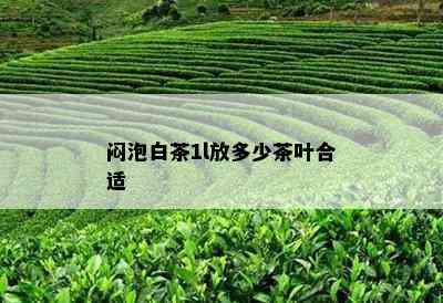 闷泡白茶1l放多少茶叶合适