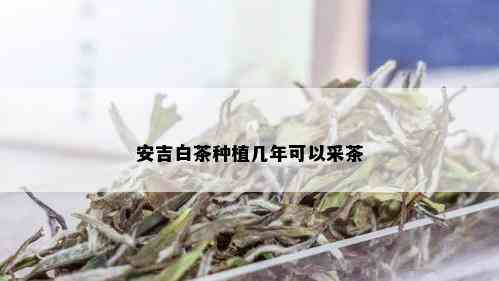 安吉白茶种植几年可以采茶