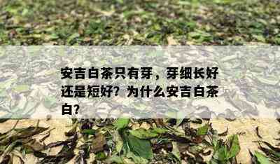 安吉白茶只有芽，芽细长好还是短好？为什么安吉白茶白？