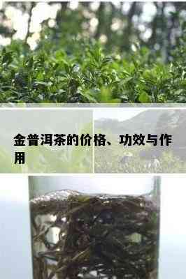 金普洱茶的价格、功效与作用