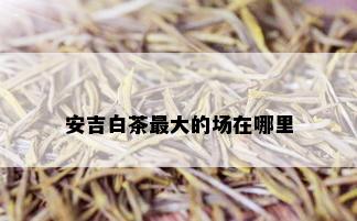 安吉白茶更大的场在哪里