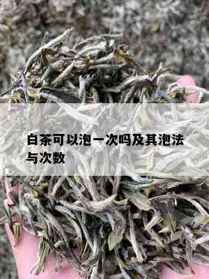 白茶可以泡一次吗及其泡法与次数