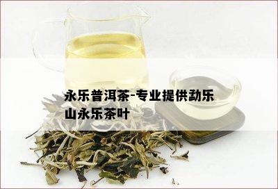 永乐普洱茶-专业提供勐乐山永乐茶叶