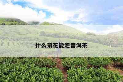 什么菊花能泡普洱茶