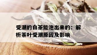 受潮的白茶能泡出来的：解析茶叶受潮原因及影响