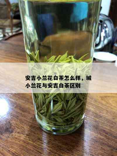 安吉小兰花白茶怎么样，城小兰花与安吉白茶区别