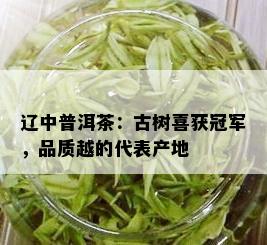 辽中普洱茶：古树喜获冠军，品质越的代表产地