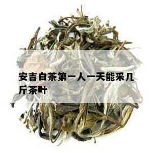 安吉白茶之一人一天能采几斤茶叶