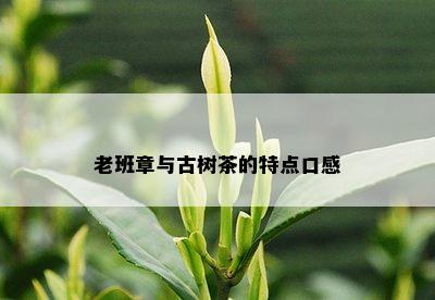 老班章与古树茶的特点口感