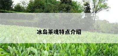 冰岛茶魂特点介绍