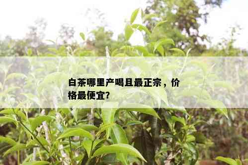 白茶哪里产喝且最正宗，价格更便宜？