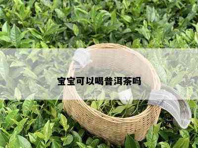 宝宝可以喝普洱茶吗