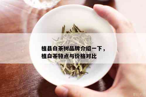 植县白茶树品牌介绍一下，植白茶特点与价格对比