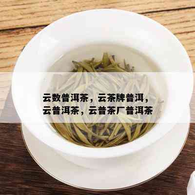 云数普洱茶，云茶牌普洱，云普洱茶，云普茶厂普洱茶