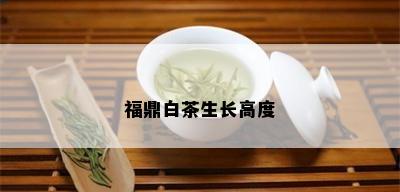 福鼎白茶生长高度