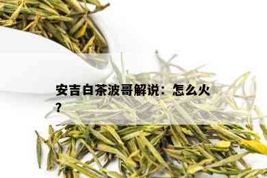 安吉白茶波哥解说：怎么火？