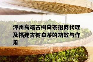 漳州高端古树白茶招商代理及福建古树白茶的功效与作用