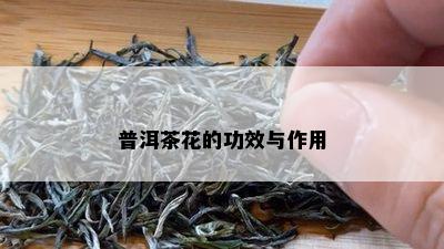 普洱茶花的功效与作用