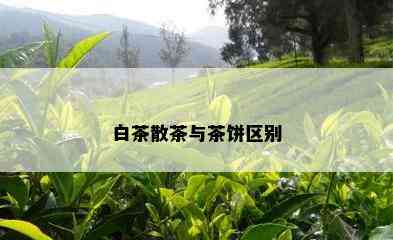 白茶散茶与茶饼区别