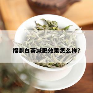 福鼎白茶减肥效果怎么样?