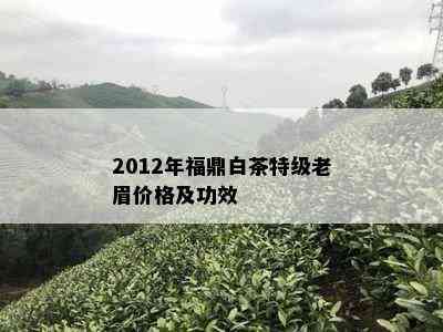 2012年福鼎白茶特级老眉价格及功效