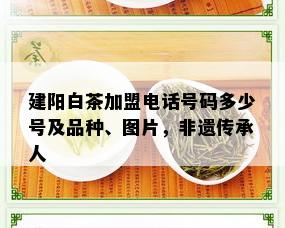 建阳白茶加盟电话号码多少号及品种、图片，非遗传承人