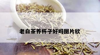 老白茶养杯子好吗图片欣