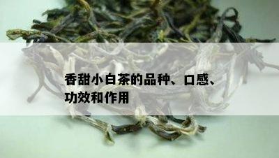 香甜小白茶的品种、口感、功效和作用