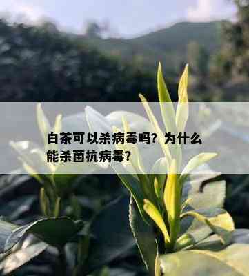 白茶可以杀病吗？为什么能杀菌抗病？