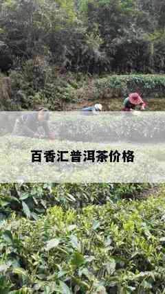 百香汇普洱茶价格