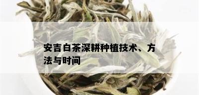 安吉白茶深耕种植技术、方法与时间