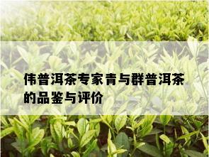 伟普洱茶专家青与群普洱茶的品鉴与评价