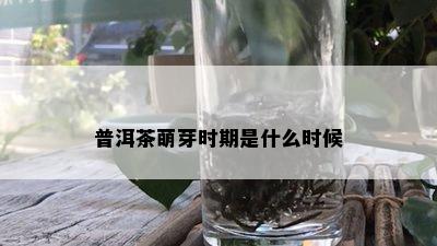 普洱茶萌芽时期是什么时候