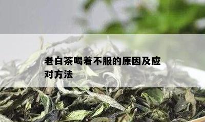 老白茶喝着不服的原因及应对方法