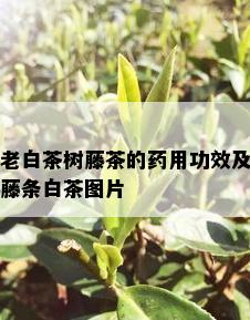 老白茶树藤茶的用功效及藤条白茶图片