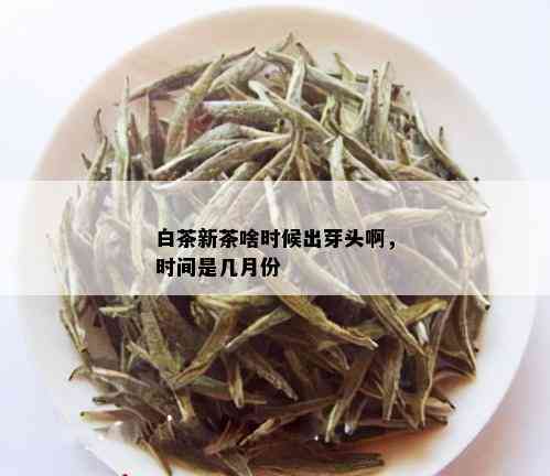 白茶新茶啥时候出芽头啊，时间是几月份