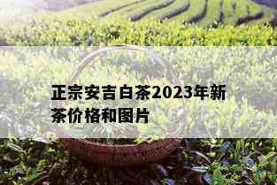 正宗安吉白茶2023年新茶价格和图片