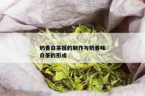 奶香白茶捆的制作与奶香味白茶的形成