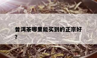 普洱茶哪里能买到的正宗好？