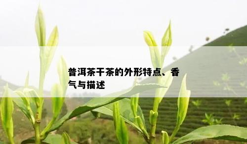 普洱茶干茶的外形特点、香气与描述