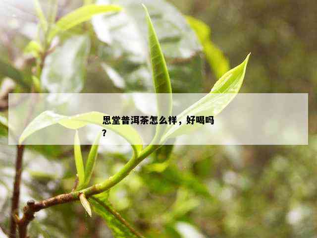 思堂普洱茶怎么样，好喝吗？