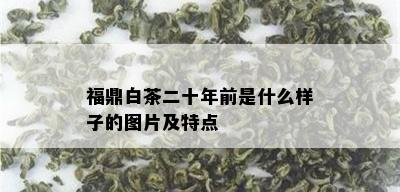 福鼎白茶二十年前是什么样子的图片及特点