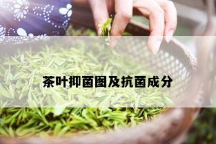 茶叶抑菌图及抗菌成分